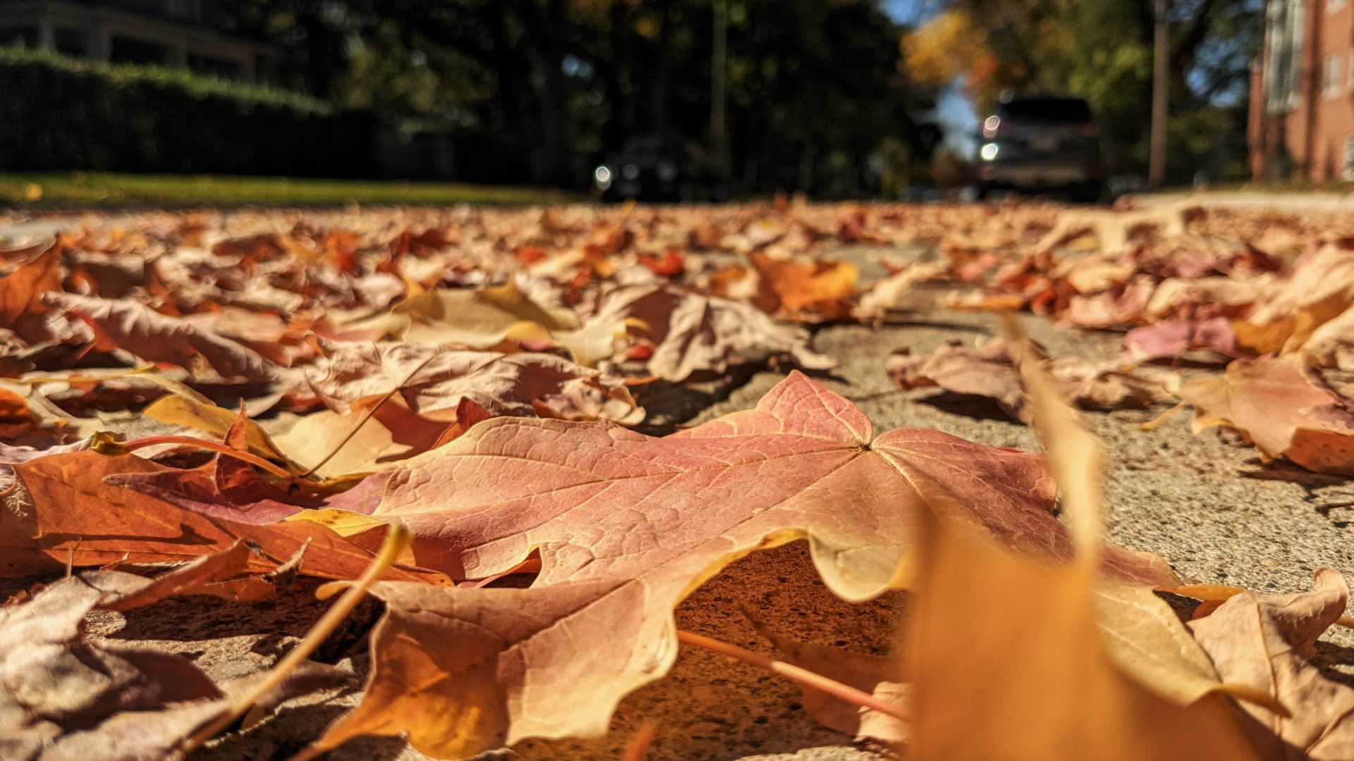 Fall in Mason City -road